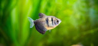 Black Skirt Tetra